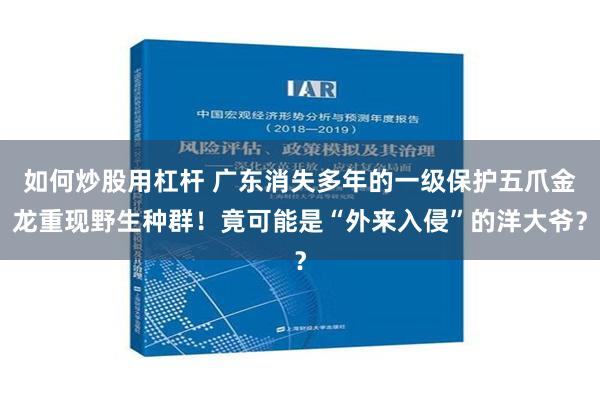 如何炒股用杠杆 广东消失多年的一级保护五爪金龙重现野生种群！竟可能是“外来入侵”的洋大爷？