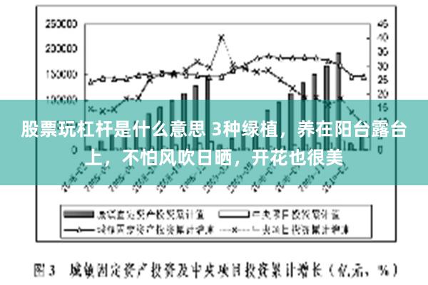 股票玩杠杆是什么意思 3种绿植，养在阳台露台上，不怕风吹日晒，开花也很美